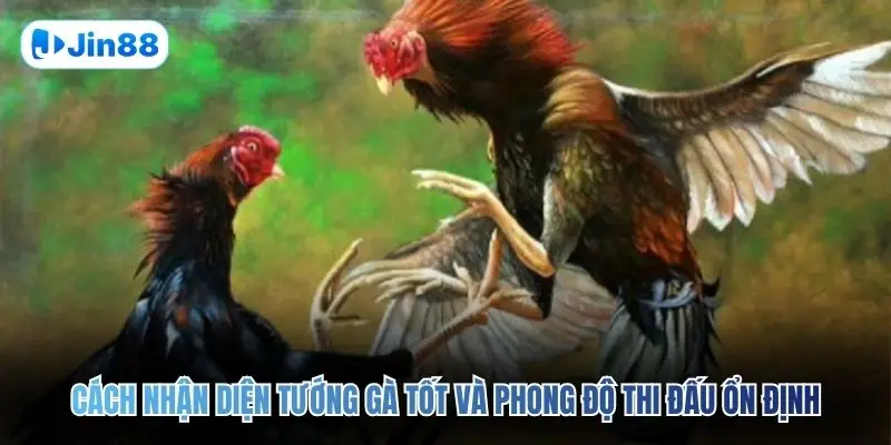 Cách nhận diện tướng gà tốt và phong độ thi đấu ổn định
