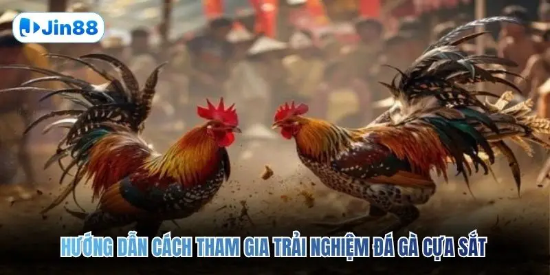 Hướng dẫn cách tham gia trải nghiệm đá gà cựa sắt